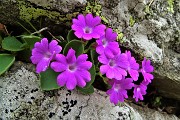 63 Fiori di Primula irsuta (Primula Hirsuta)